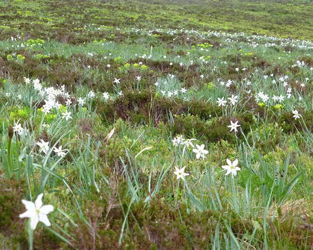PXL000 Des champs de narcisses.