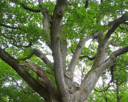 P1060167z1720 Arbre remarquable dans la forêt de Rambouiilet : Chêne de la tête d'alouette - circonférence 4m90 - hauteur 30m - diamètre 1m65