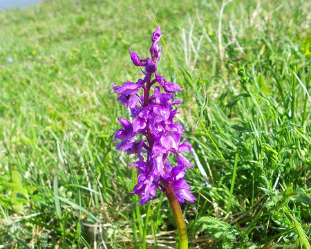 PXL038 Orchis mâle