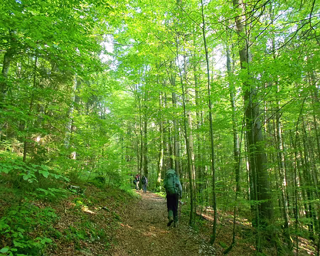 PXL055 Forêt de hêtres, près des Rousses
