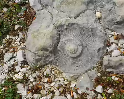 PXL068 Ammonite
