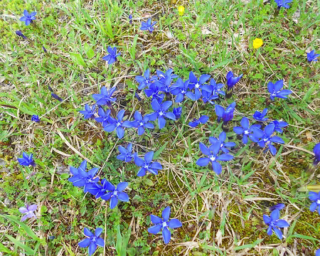 PXL071 Gentianes printanières. Merci à Luc de nous avoir proposé cette randonnée printanière dans le Jura.