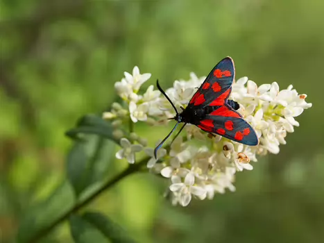 2015-06 Causse Corrézien