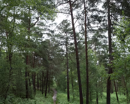 2015_06_14_12h5122 Sable et fougères en forêt d'Ermenonville