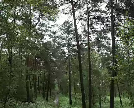 2015_06_14_12h5122 Sable et fougères en forêt d'Ermenonville