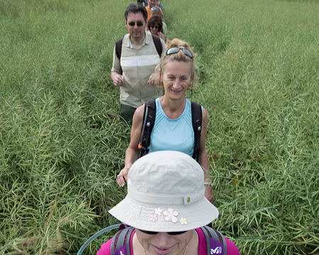 2015_06_14_18h0944 GR densément planté de colza