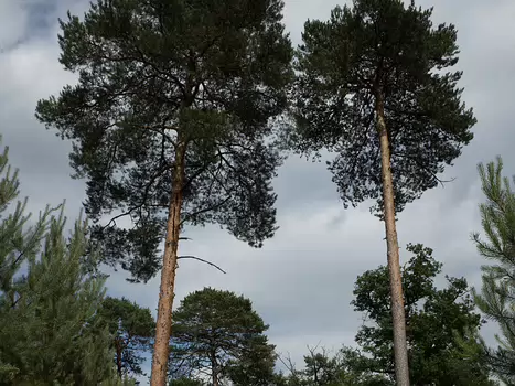 2015-06 Fontainebleau