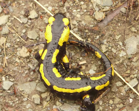 PXL166 une salamandre