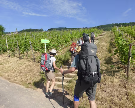 PXL020 dans le vignoble rhénan