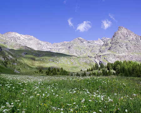 IMG_9858 plein de fleurs partout...