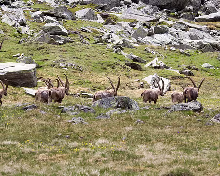 IMG_9886 bouquetins à droite