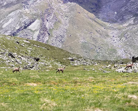 IMG_9890 petits chamois batifolants