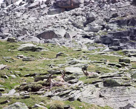 IMG_9970 premiers bouquetins du jour