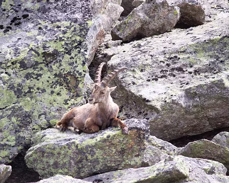 IMG_9980 tranquilles dans le pierrier...