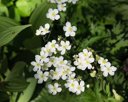 FM9A0647 Renoncule à feuilles d'Aconit (Ranunculus aconitifolius L., 1753)