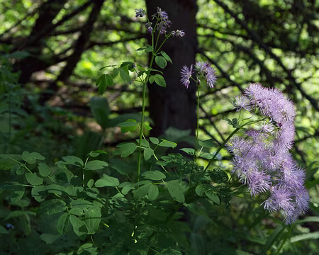 FM9A0649 Pigamon à feuilles d'Ancolie (Thalictrum aquilegiifolium L., 1753)