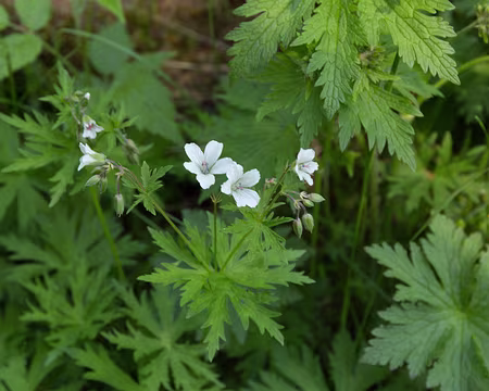 FM9A0669 Géranium des ruisseaux (Geranium rivulare Vill., 1779)
