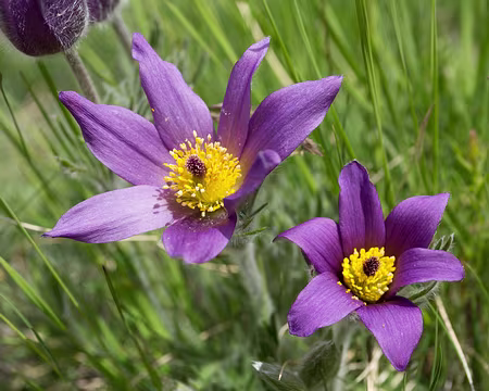 FM9A0703 Pulsatille commune (Pulsatilla vulgaris Mill., 1768)