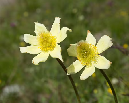 FM9A0708z1736 Pulsatille souffrée (Pulsatilla alpina subsp. apiifolia (Scop.) Nyman, 1878)