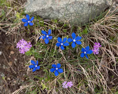 FM9A0722 Primevère farineuse (Primula farinosa L., 1753) et Gentiane printanière (Gentiana verna L., 1753)