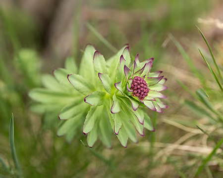 FM9A0803 Orpin des infidèles (Hylotelephium anacampseros (L.) H.Ohba, 1977)