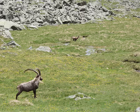 FM9A0828 Des bouquetins et des chamois !