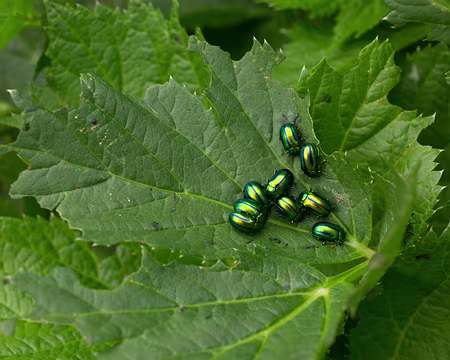 FM9A0938 Chrysomèles