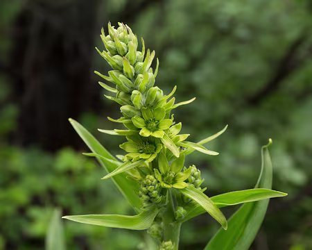 FM9A0941 Vératre de Lobel (Veratrum album subsp. lobelianum (Bernh.) K.Richt., 1890)