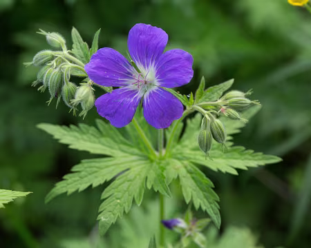 FM9A0949 Géranium des bois (Geranium sylvaticum L., 1753)