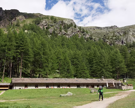 FM9A0964 Notre refuge : le Tétras Lyre