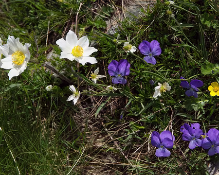 FM9A1076 Pulsatille des Alpes, Renoncule de kuepfer, Pensée des Alpes et Benoîte des montagnes (Pulsatilla alpina (L.) Delarbre subsp. alpina), (Ranunculus kuepferi...
