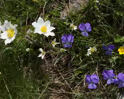 FM9A1076 Pulsatille des Alpes, Renoncule de kuepfer, Pensée des Alpes et Benoîte des montagnes (Pulsatilla alpina (L.) Delarbre subsp. alpina), (Ranunculus kuepferi...