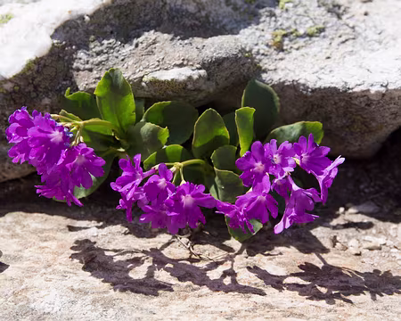 FM9A1081 Primevère hirsute (Primula hirsuta All., 1773)