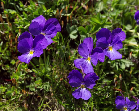 FM9A1143 Pensée des Alpes (Viola calcarata L., 1753)