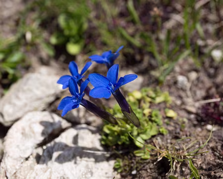 FM9A1151 Gentiane printanière (Gentiana verna L., 1753)