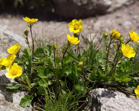 FM9A1157 Benoîte des montagnes (Geum montanum L., 1753)