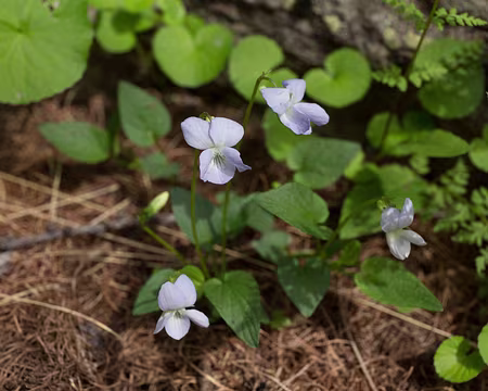 FM9A1290 Violette des montagnes (Viola canina subsp. ruppii (All.) Schübler & G.Martens, 1834)