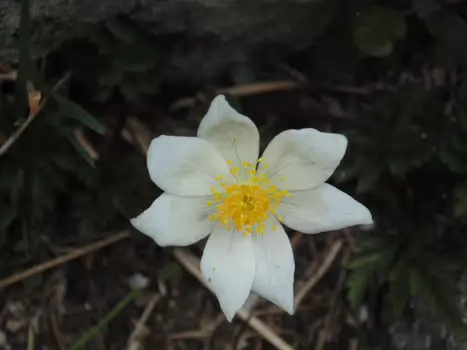 Marion Marion C, détail sortie