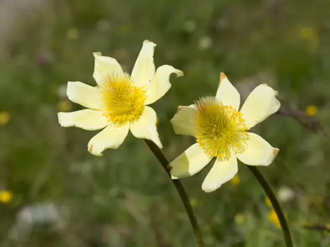 Philippe Philippe C, détail sortie