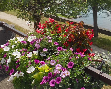 PXL026 Merci à Alfred