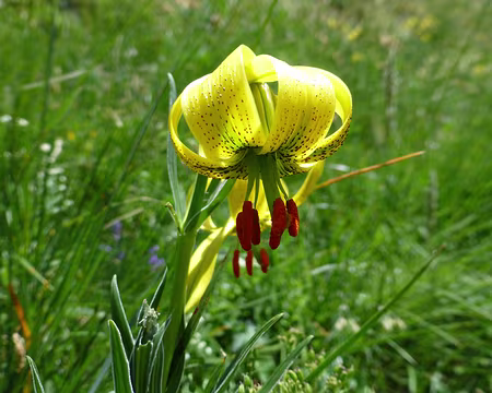 PXL029z1747 le lys des Pyrénées
