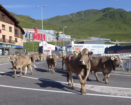 PXL111 Ses vaches, ses chalets, ses pistes, ses produits détaxés ...