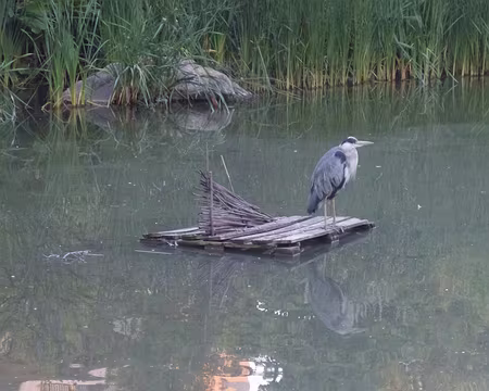 PXL024 Héron au parc de Bercy. Merci à Marilyse.