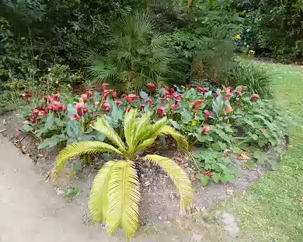 PXL102 ...profita de ses séjours au Brésil pour rapporter à Cherbourg des plantes d'Amérique du Sud et fit aménager ce jardin exotique...