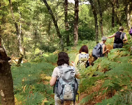 18 juillet 2015 - 12 A la queue leu leu à travers les fougères