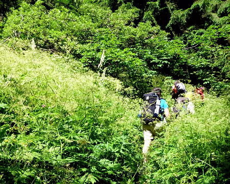 PXL001 Bernex, Bois de l'Envers, bienvenue dans la forêt vierge