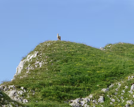 PXL044 Visiteur du soir