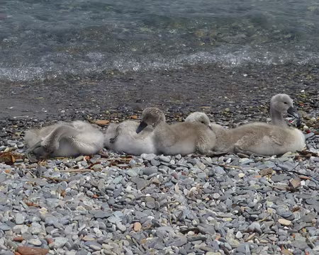 PXL061 Et tout cela s'est fini sur la plage à Evian