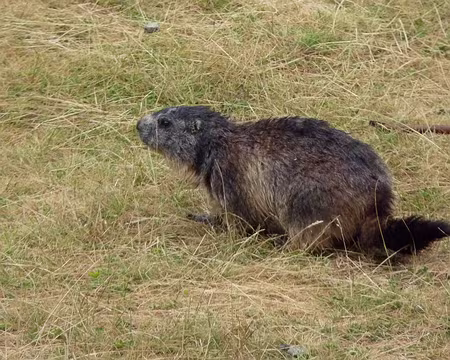 PXL093 Refuge du Pré-de-la-Chaumette