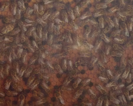 PXL095 Refuge du Pré-de-la-Chaumette - Les Gondouins